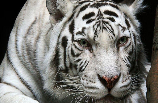 animals jigsaw puzzle tiger