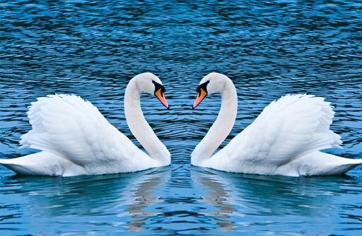 swans slide