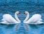 swans slide