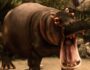 wild hippopotamus hunting