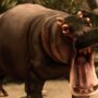 wild hippopotamus hunting