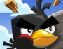 crazy birds